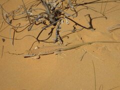 Acanthodactylus longipes