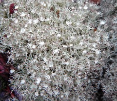 Cladonia amaurocraea