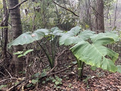 Xanthosoma sagittifolium