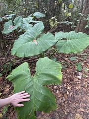 Xanthosoma sagittifolium