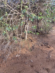 Jatropha mahafalensis