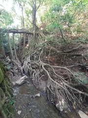 Ficus insipida