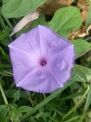 Ipomoea mitchelliae