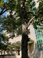 Cinnamomum osmophloeum