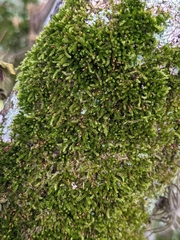 Forsstroemia trichomitria