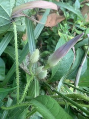 Ipomoea mitchelliae