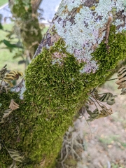 Forsstroemia trichomitria