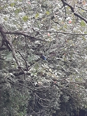 Alcedo atthis bengalensis