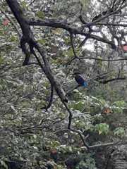 Alcedo atthis bengalensis