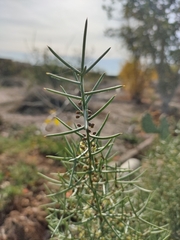 Asparagus horridus