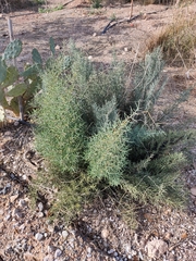Asparagus horridus