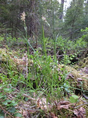 Carex globularis