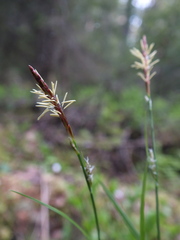 Carex globularis