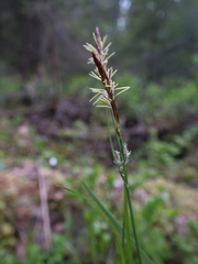 Carex globularis