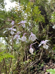 Calanthe arisanensis