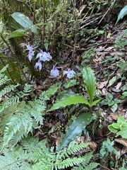 Calanthe arisanensis