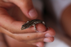 Gallotia galloti galloti