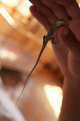 Gallotia galloti galloti