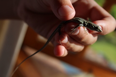 Gallotia galloti galloti