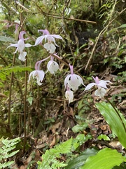 Calanthe arisanensis