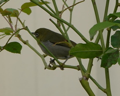 Zosterops lateralis chloronotus