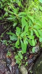 Rhynchotechum discolor