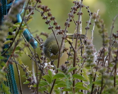 Zosterops lateralis chloronotus
