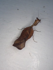 Acanthops parafalcata