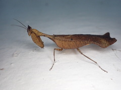 Acanthops parafalcata