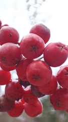 Sorbus aucuparia
