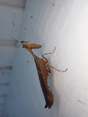 Acanthops parafalcata