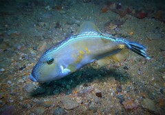 Meuschenia freycineti
