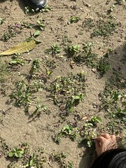 Alternanthera bettzickiana