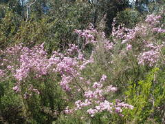 Kunzea parvifolia