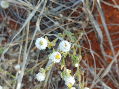 Helichrysum argyrosphaerum