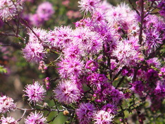 Kunzea parvifolia