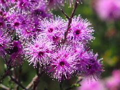 Kunzea parvifolia