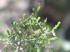 Kunzea parvifolia
