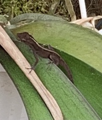 Anolis cristatellus