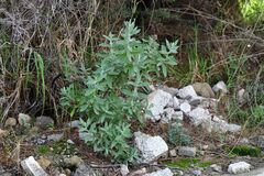 Cerastium tomentosum