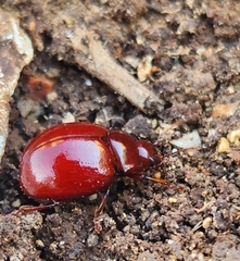 Chrysolina blanchei