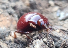 Chrysolina blanchei