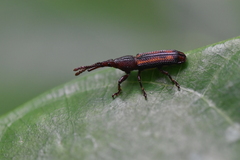 Brentinae
