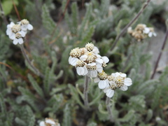 Achillea nana