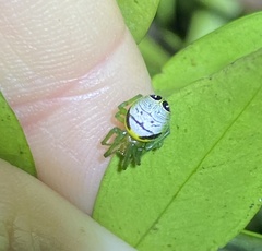 Bijoaraneus praesignis