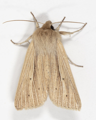 Mythimna oxygala