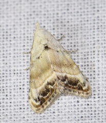 Nola chlamitulalis