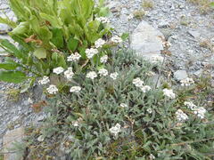 Achillea nana