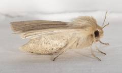 Mythimna oxygala