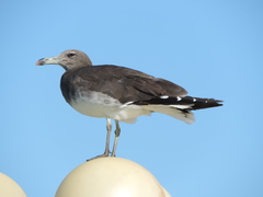 Ichthyaetus hemprichii